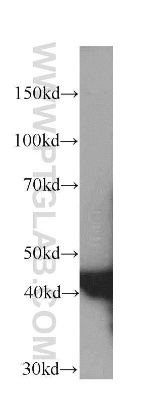 Western Blot (WB) analysis of C6 cells using NSE Monoclonal antibody (66150-1-Ig)