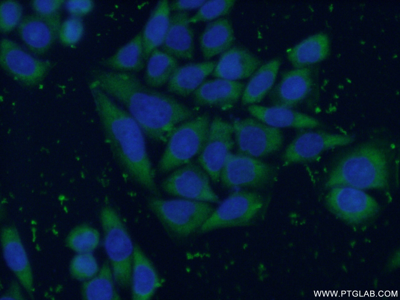 Immunofluorescence (IF) / fluorescent staining of HeLa cells using ENO3-specific Polyclonal antibody (55234-1-AP)