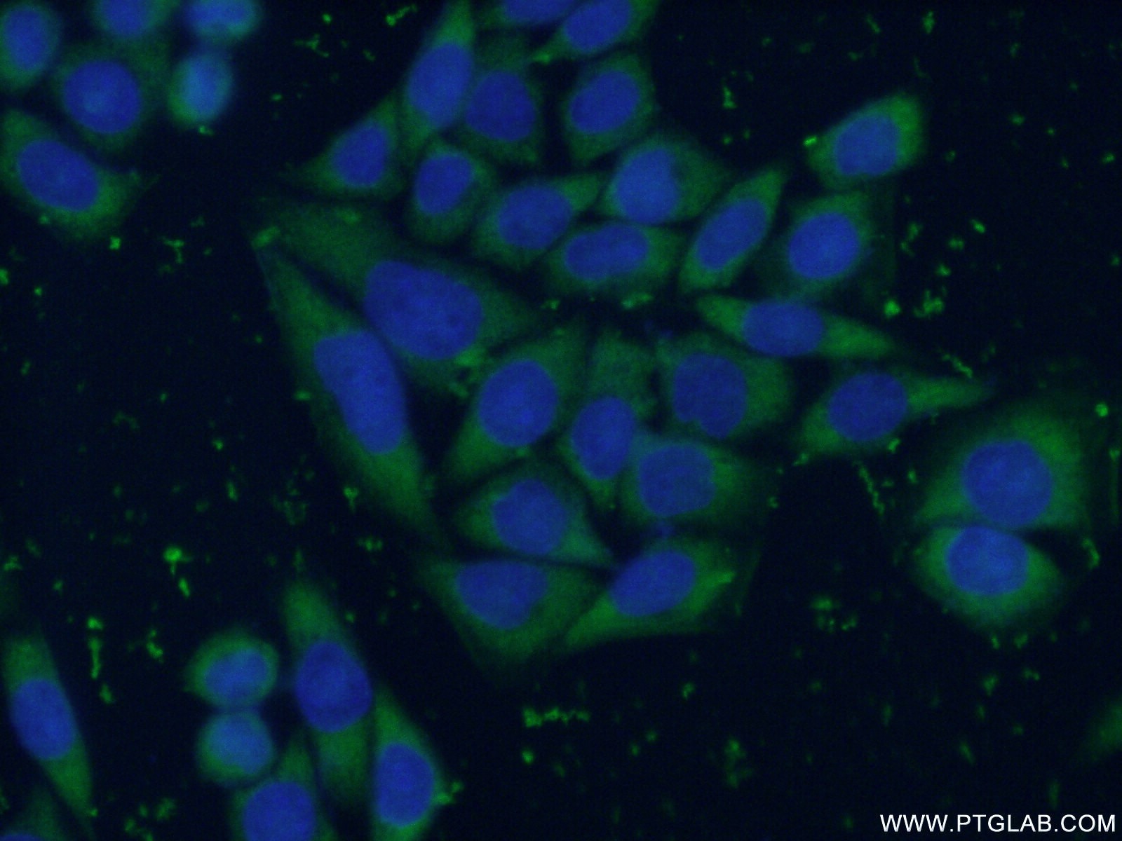 IF Staining of HeLa using 55234-1-AP