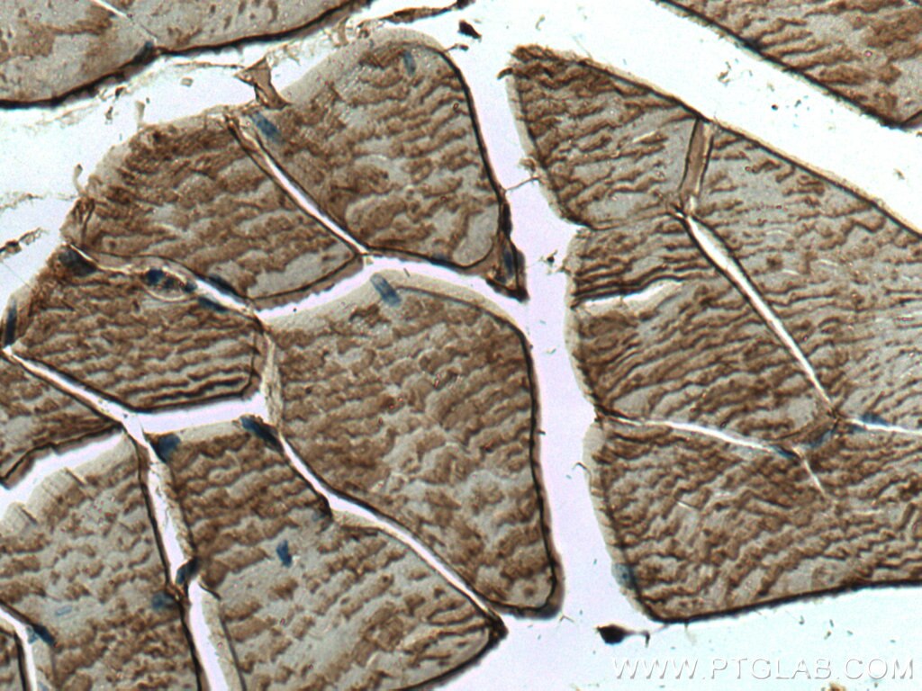 Immunohistochemistry (IHC) staining of mouse skeletal muscle tissue using ENO3-specific Polyclonal antibody (55234-1-AP)