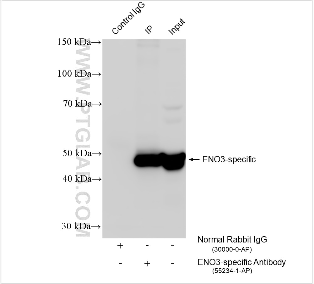 Immunoprecipitation (IP) experiment of HeLa cells using ENO3-specific Polyclonal antibody (55234-1-AP)