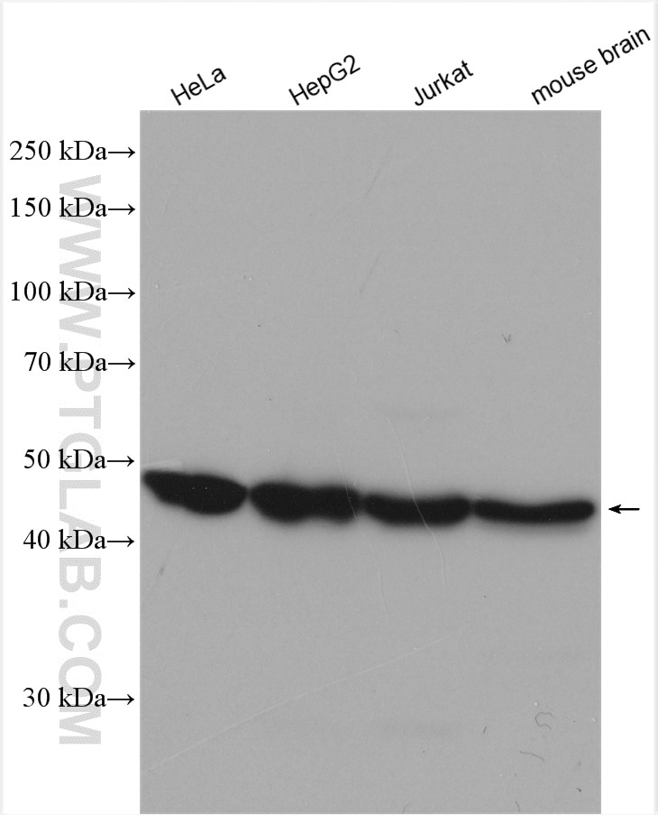 Western Blot (WB) analysis of various lysates using ENO3-specific Polyclonal antibody (55234-1-AP)