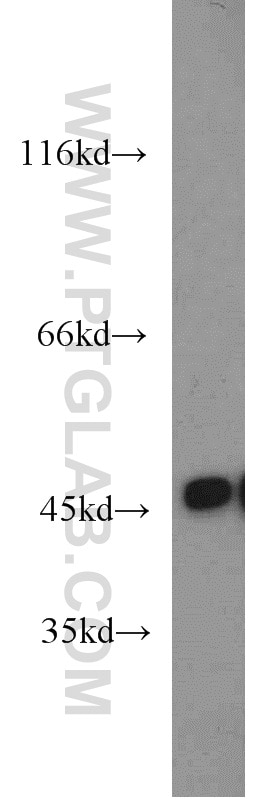 WB analysis of Jurkat using 55234-1-AP