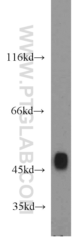 Western Blot (WB) analysis of HeLa cells using ENO3-specific Polyclonal antibody (55234-1-AP)