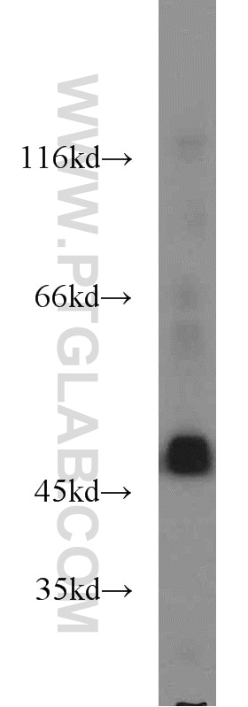 Western Blot (WB) analysis of HepG2 cells using ENO3-specific Polyclonal antibody (55234-1-AP)