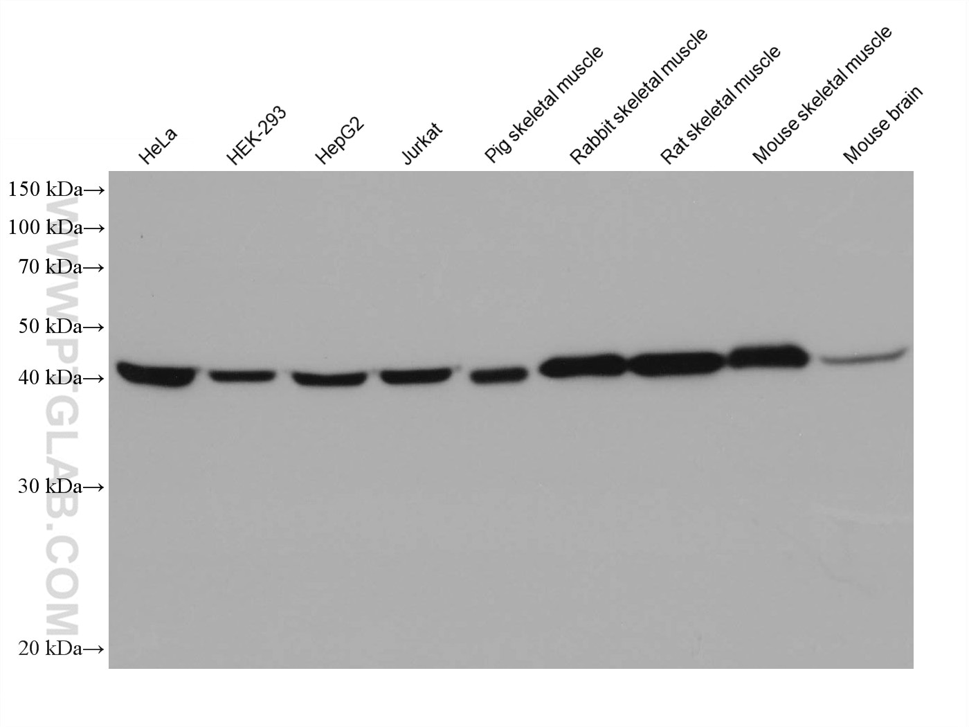 Western Blot (WB) analysis of various lysates using ENO3 Monoclonal antibody (68147-1-Ig)