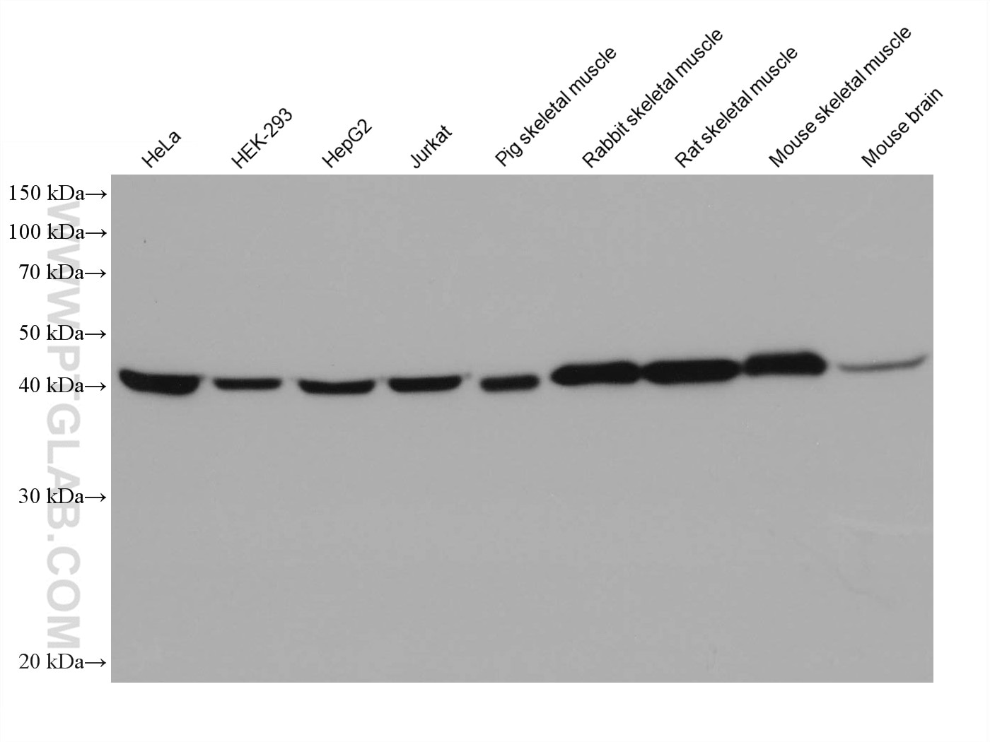 Western Blot (WB) analysis of various lysates using ENO3 Monoclonal antibody (68147-1-Ig)