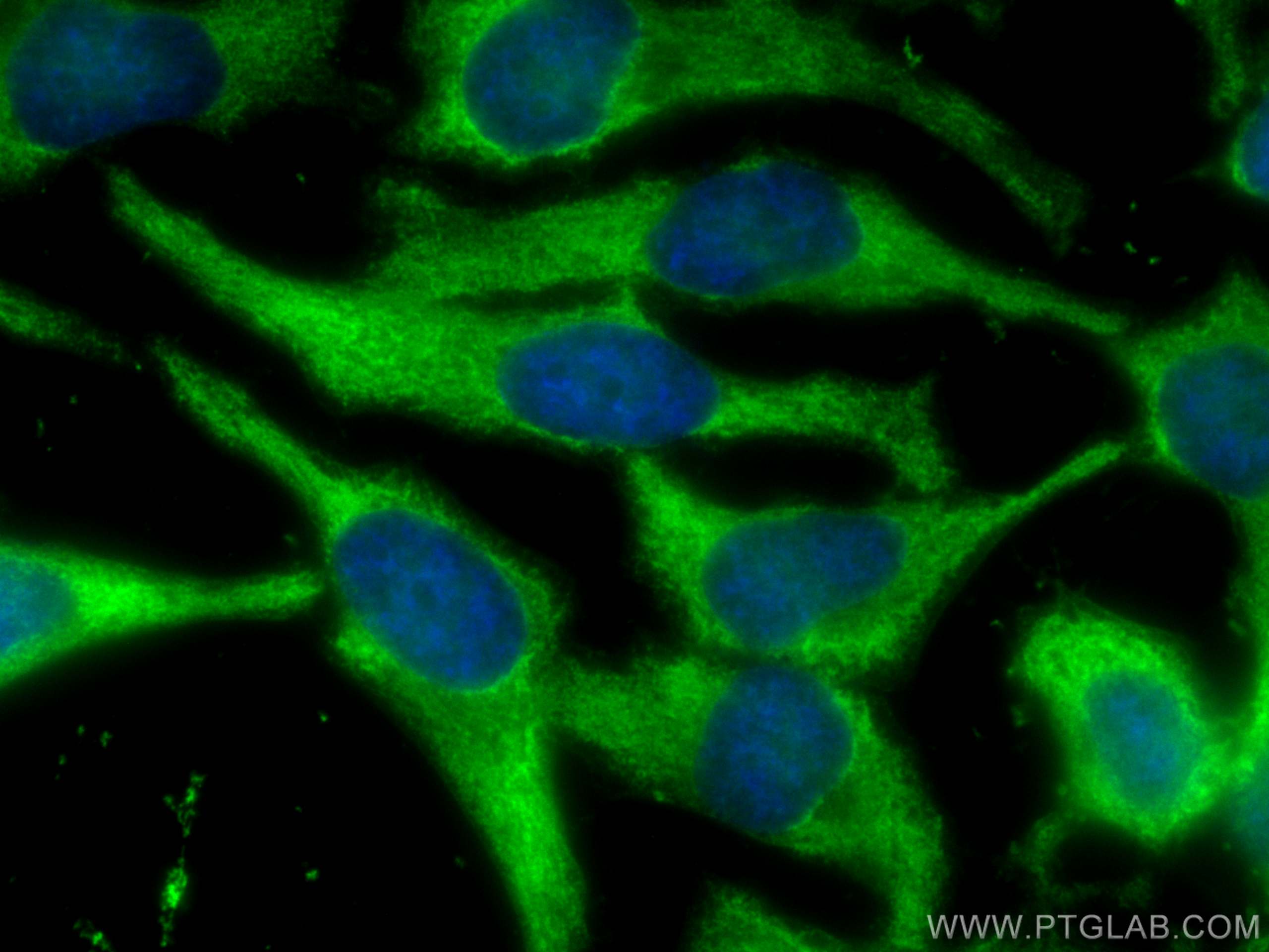 Immunofluorescence (IF) / fluorescent staining of HeLa cells using CoraLite® Plus 488-conjugated ENO3 Monoclonal anti (CL488-68147)