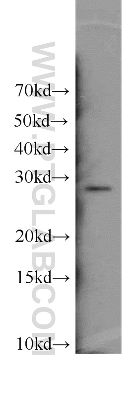 Western Blot (WB) analysis of HL-60 cells using ENOPH1 Polyclonal antibody (11763-1-AP)