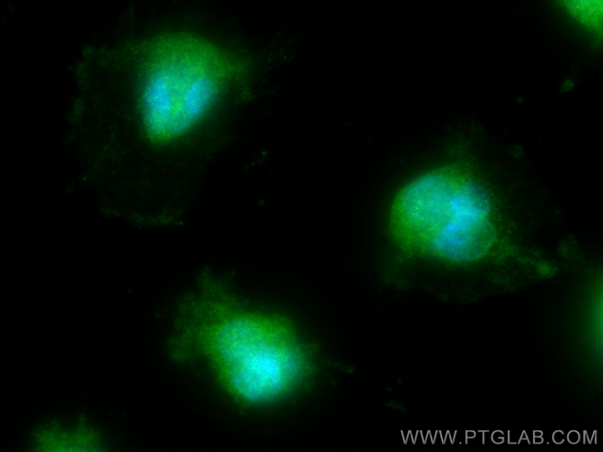 Immunofluorescence (IF) / fluorescent staining of U-251 cells using ENOPH1 Polyclonal antibody (17731-1-AP)