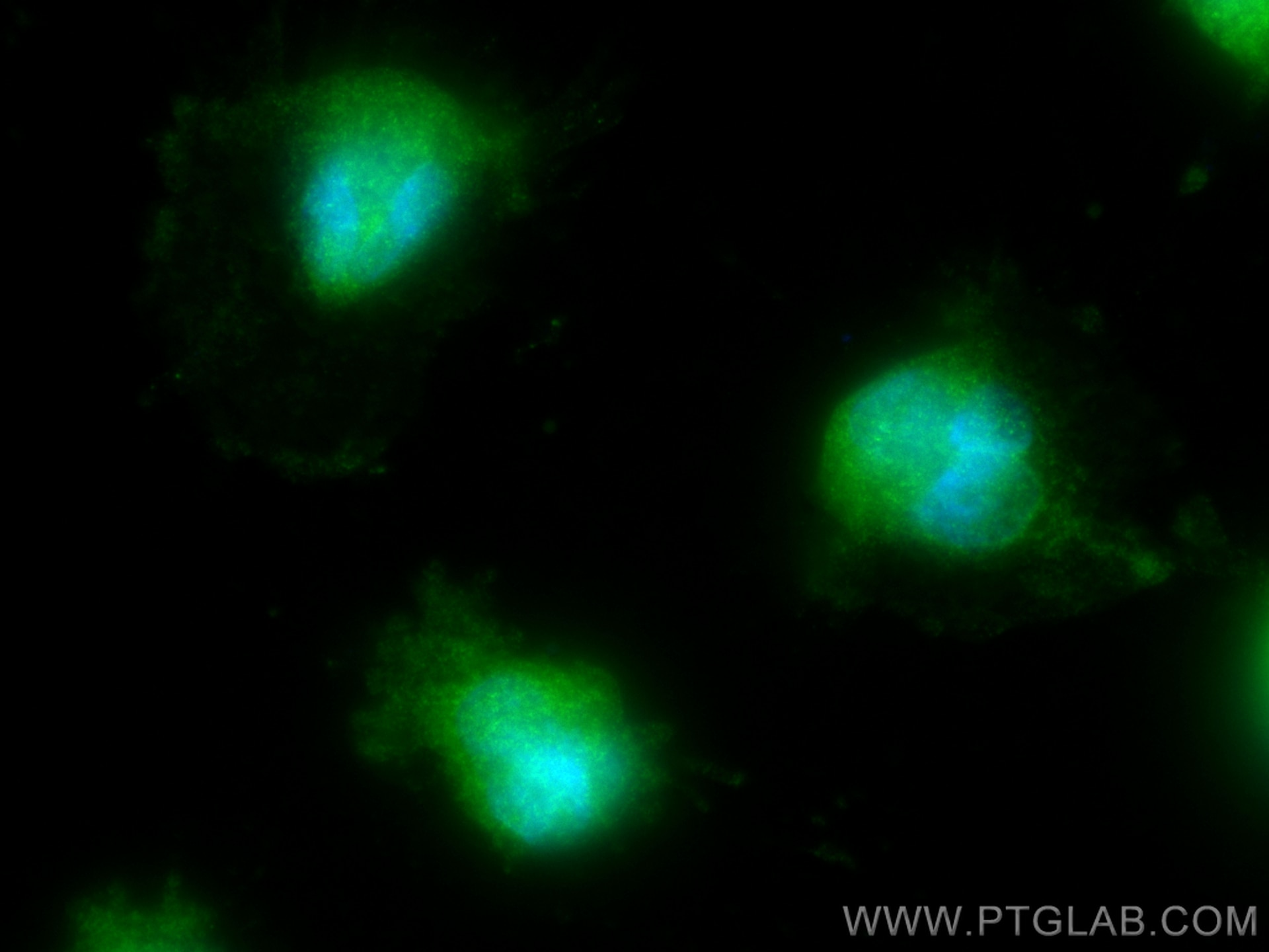 Immunofluorescence (IF) / fluorescent staining of U-251 cells using ENOPH1 Polyclonal antibody (17731-1-AP)