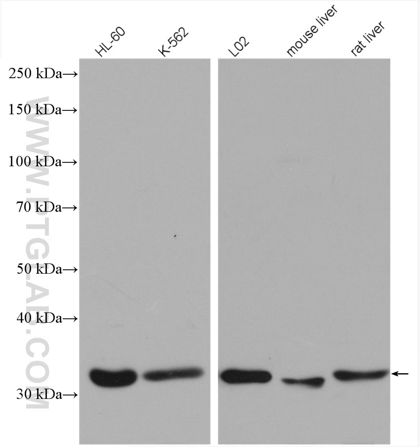 Western Blot (WB) analysis of various lysates using ENOPH1 Polyclonal antibody (17731-1-AP)