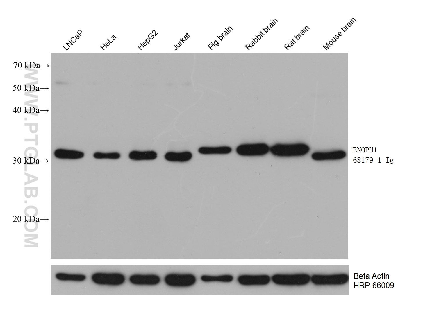 Western Blot (WB) analysis of various lysates using ENOPH1 Monoclonal antibody (68179-1-Ig)
