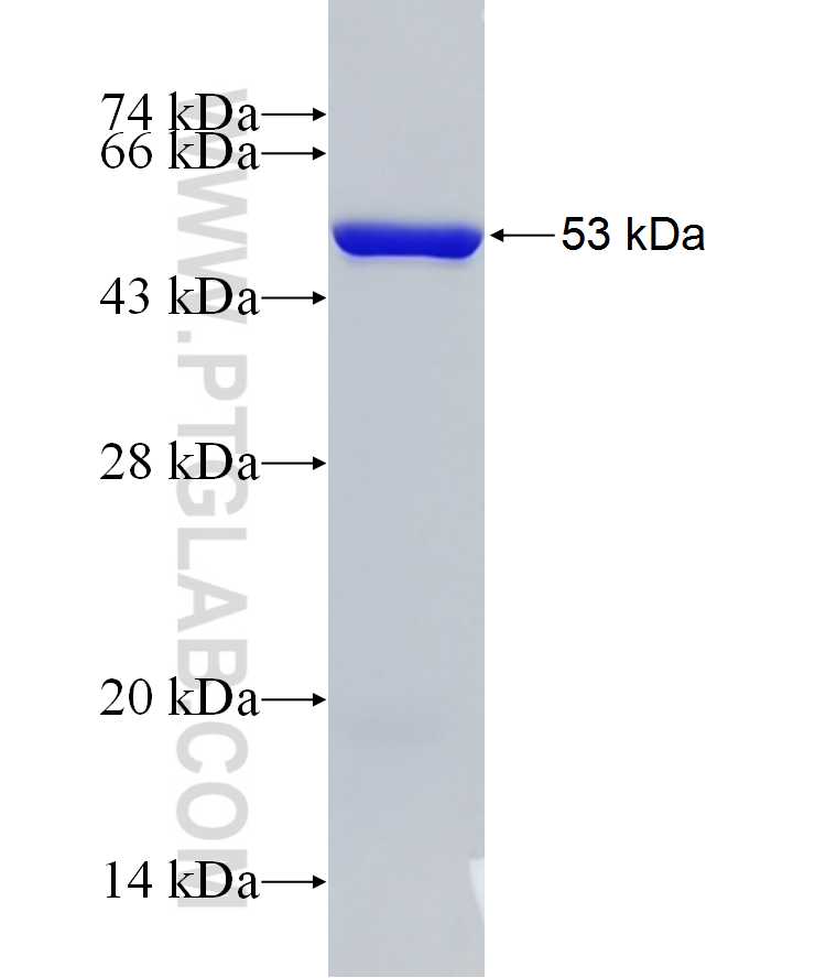 ENOPH1 fusion protein Ag12131 SDS-PAGE