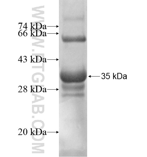 ENOPH1 fusion protein Ag12553 SDS-PAGE