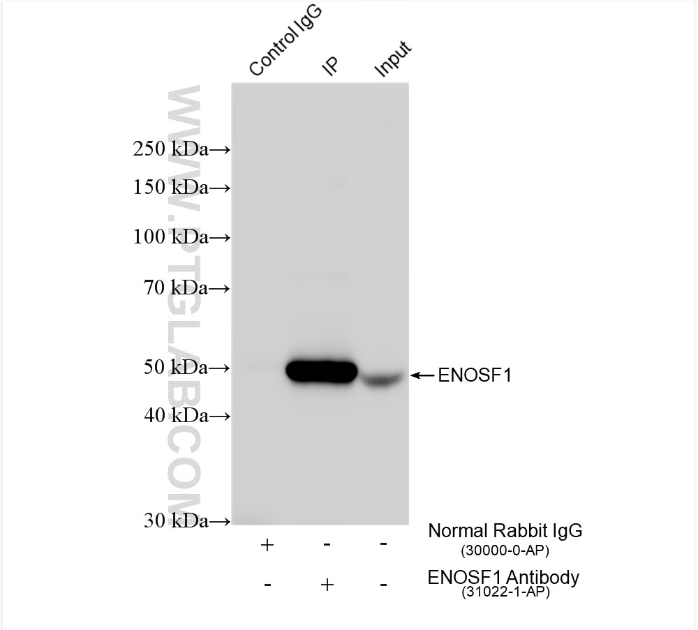 Immunoprecipitation (IP) experiment of MCF-7 cells using ENOSF1 Polyclonal antibody (31022-1-AP)