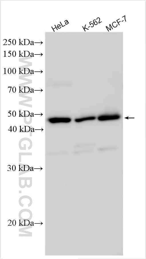 Western Blot (WB) analysis of various lysates using ENOSF1 Polyclonal antibody (31022-1-AP)