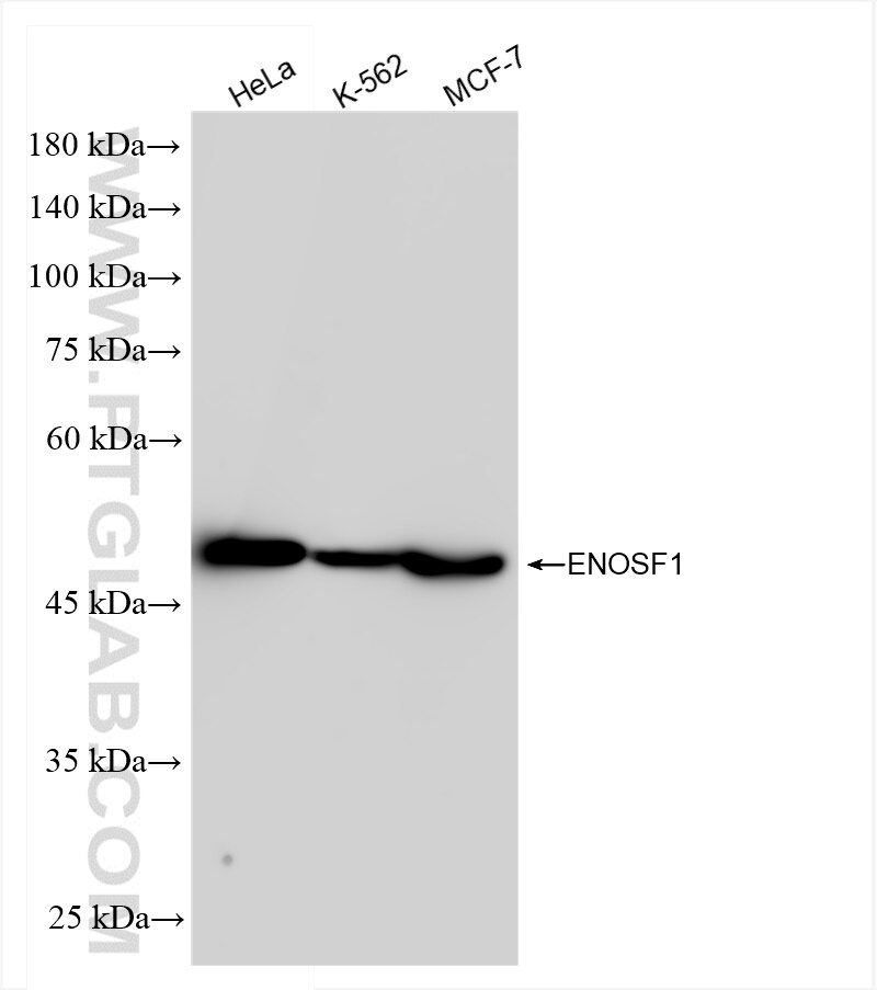 Western Blot (WB) analysis of various lysates using ENOSF1 Recombinant antibody (83769-2-RR)