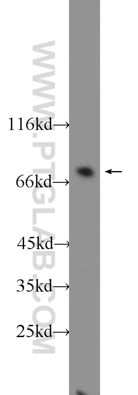 Western Blot (WB) analysis of Raji cells using ENOX1 Polyclonal antibody (23750-1-AP)