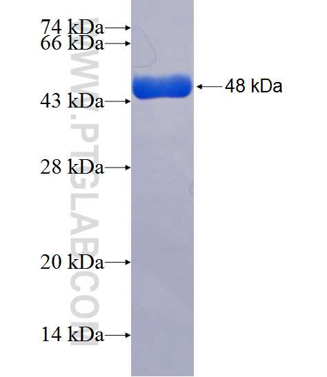 ENOX1 fusion protein Ag20715 SDS-PAGE