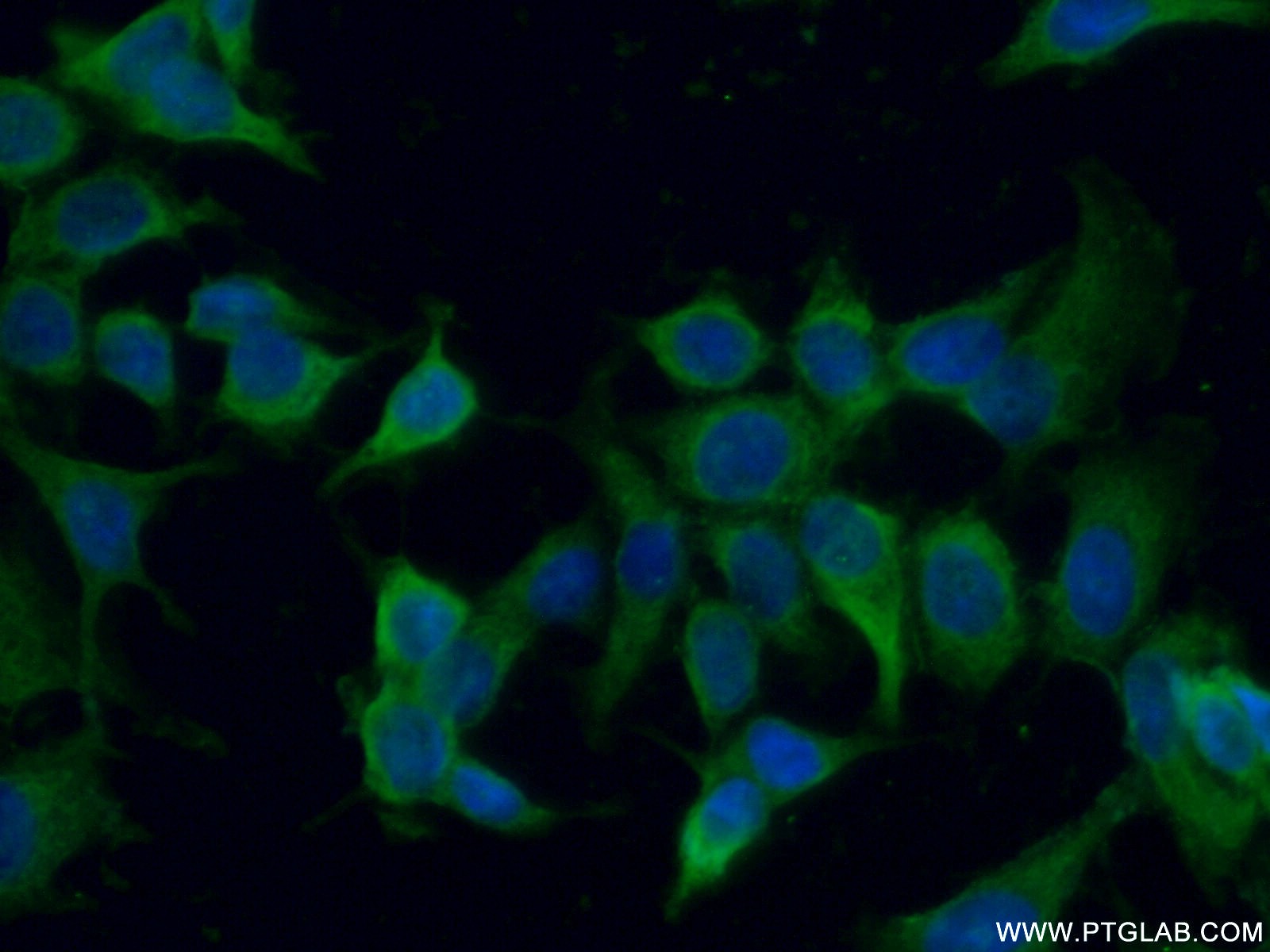 Immunofluorescence (IF) / fluorescent staining of MCF-7 cells using ENOX2 Polyclonal antibody (10423-1-AP)