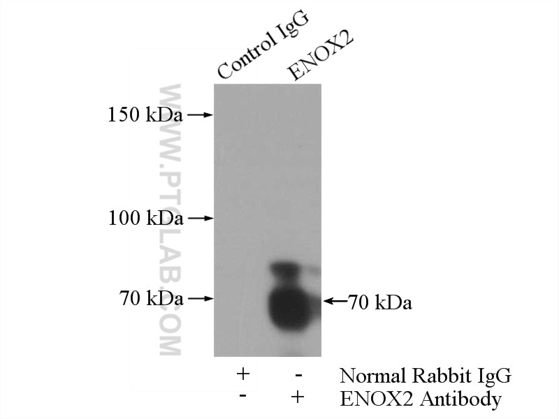 Immunoprecipitation (IP) experiment of MCF-7 cells using ENOX2 Polyclonal antibody (10423-1-AP)