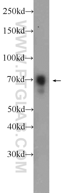 Western Blot (WB) analysis of MCF-7 cells using ENOX2 Polyclonal antibody (10423-1-AP)
