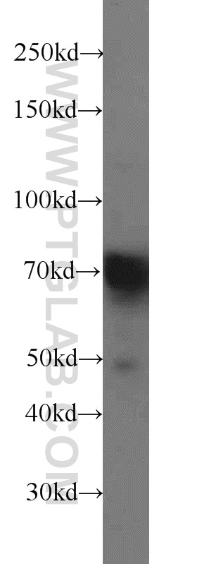 Western Blot (WB) analysis of PC-3 cells using ENOX2 Polyclonal antibody (10423-1-AP)