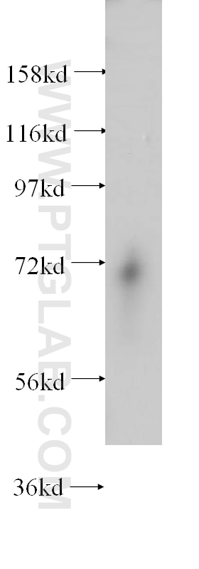 Western Blot (WB) analysis of mouse ovary tissue using ENOX2 Polyclonal antibody (10423-1-AP)