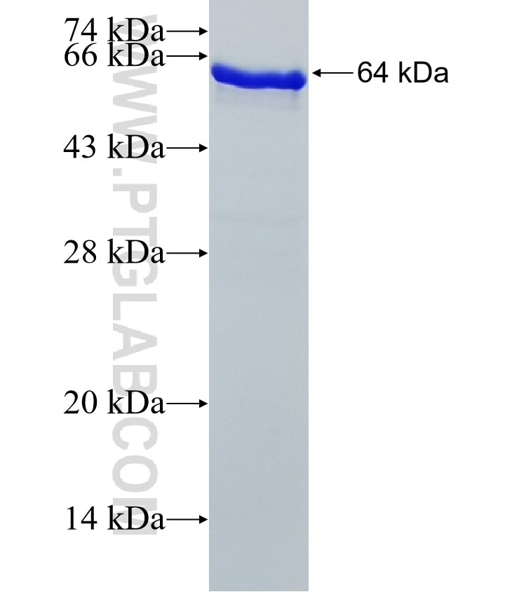 ENOX2 fusion protein Ag0674 SDS-PAGE