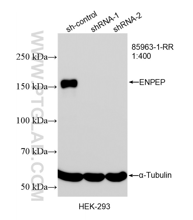 WB analysis of HEK-293 using 85963-1-RR Western Blot (WB) analysis of HEK-293 cells using ENPEP Recombinant monoclonal antibody (85963-1-RR)