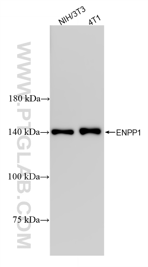 Various lysates were subjected to SDS PAGE followed by western blot with 87613-1-RR (ENPP1 antibody) at dilution of 1:10000 incubated at room temperature for 1.5 hours. This data was developed using the same antibody clone with 87613-1-PBS in a different storage buffer formulation. Western Blot (WB) analysis of various lysates using ENPP1 Recombinant monoclonal antibody (87613-1-RR)