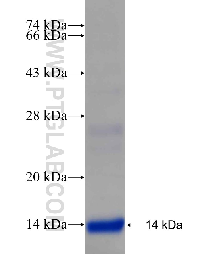 ENPP1 fusion protein Ag30367 SDS-PAGE