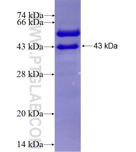 ENPP1 fusion protein Ag6019 SDS-PAGE