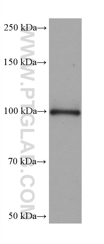 WB analysis of U-87 MG using 68724-1-Ig