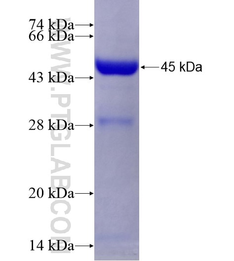 ENPP3 fusion protein Ag28478 SDS-PAGE
