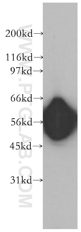 WB analysis of HEK-293 using 12643-1-AP