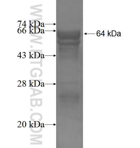 ENPP6 fusion protein Ag3339 SDS-PAGE