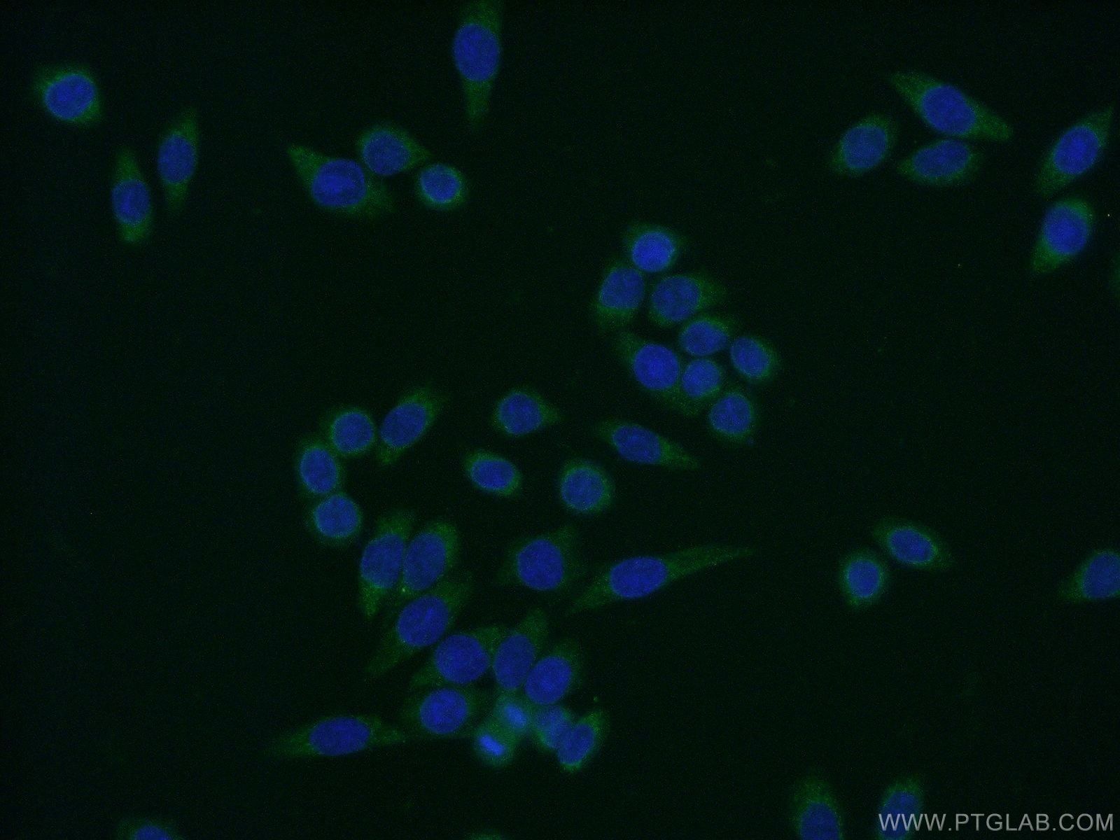 Immunofluorescence (IF) / fluorescent staining of HeLa cells using ENSA Polyclonal antibody (14518-1-AP)
