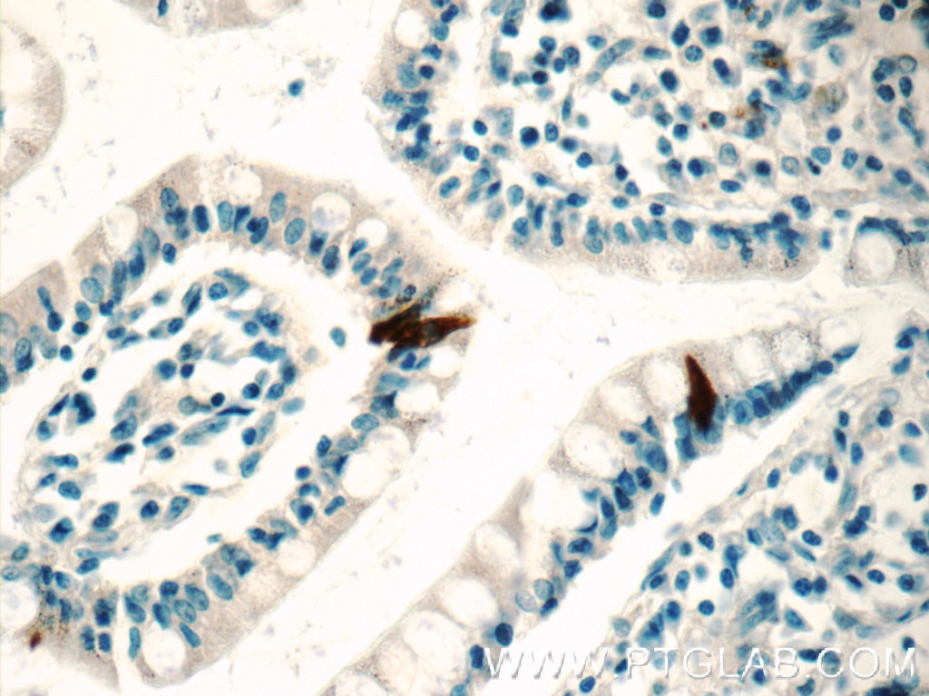 Immunohistochemistry (IHC) staining of human small intestine tissue using ENSA Polyclonal antibody (14518-1-AP)
