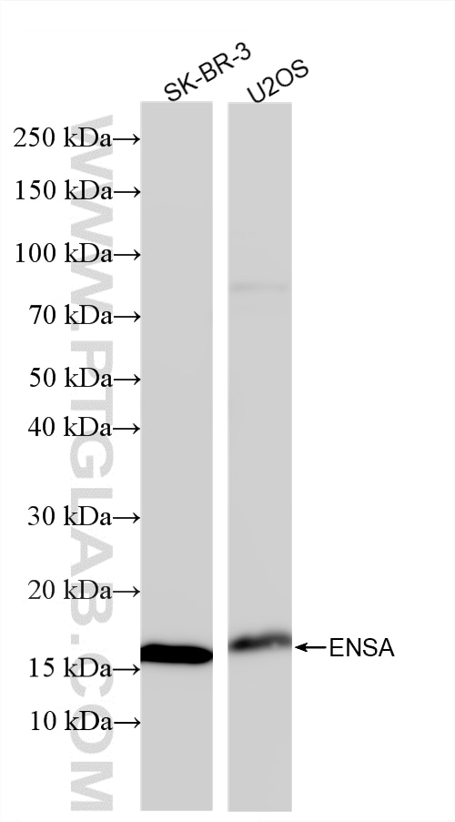 WB analysis using 86820-1-RR (same clone as 86820-1-PBS) Western Blot (WB) analysis of various lysates using ENSA Recombinant monoclonal antibody (86820-1-RR)