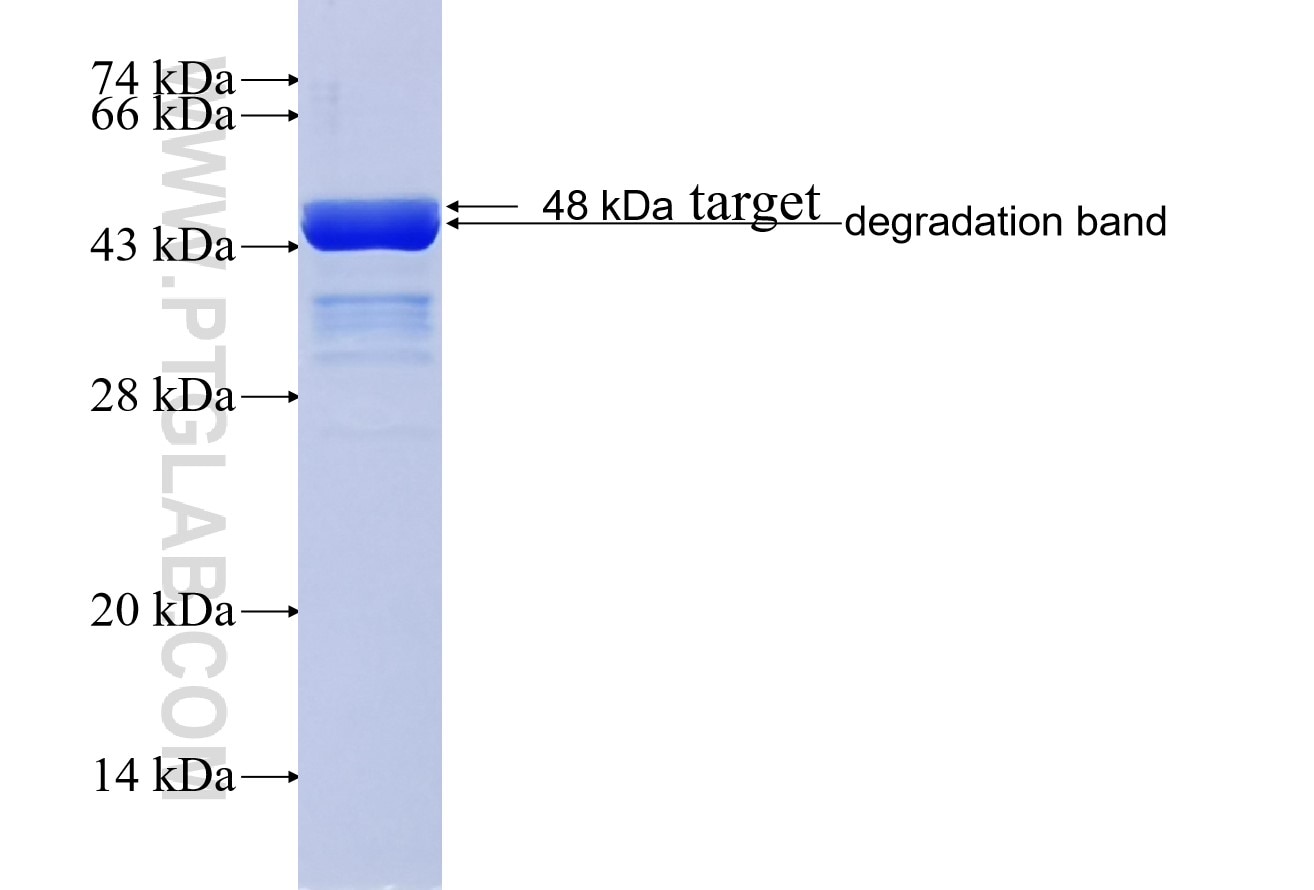 ENSA fusion protein Ag5982 SDS-PAGE