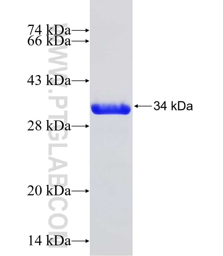 ENT1 fusion protein Ag32003 SDS-PAGE