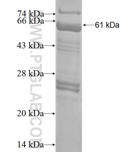 ENT1 fusion protein Ag1881 SDS-PAGE