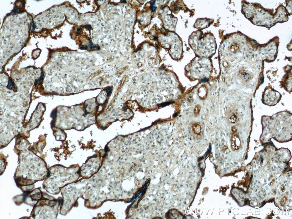 IHC staining of human placenta using 19229-1-AP