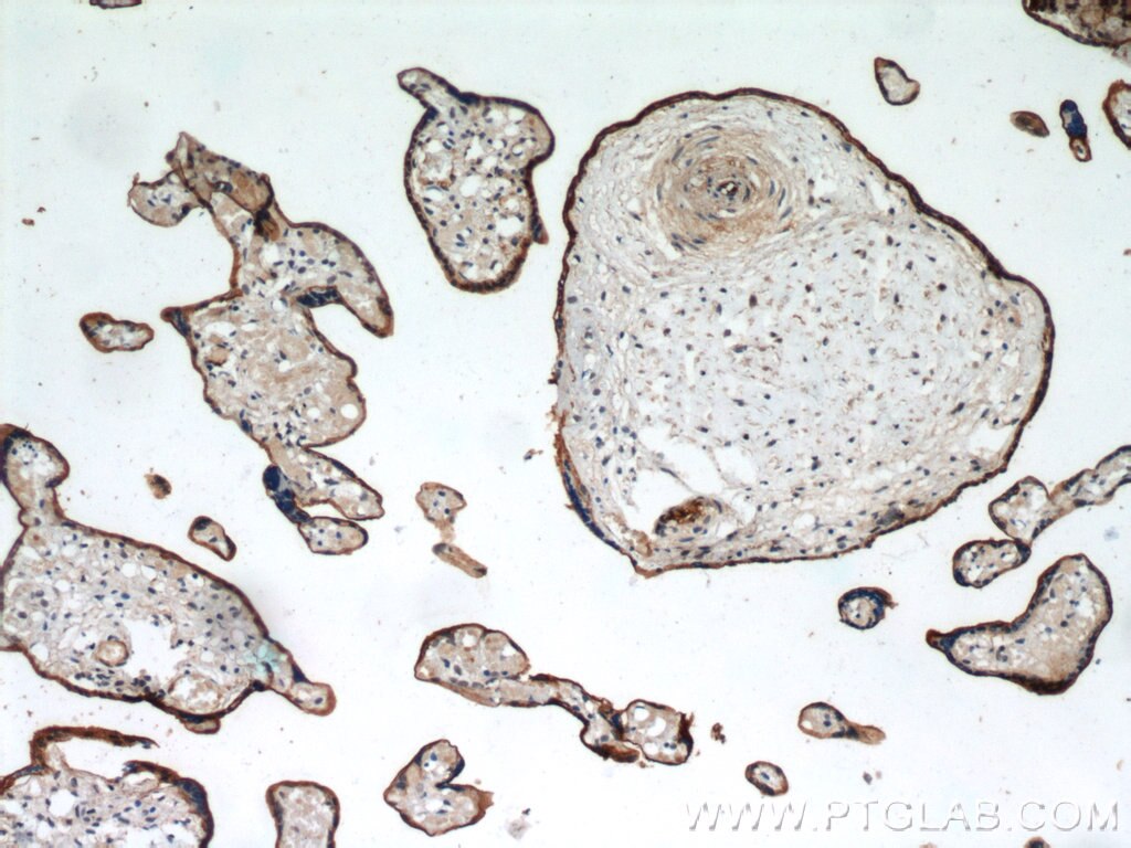 IHC staining of human placenta using 19229-1-AP