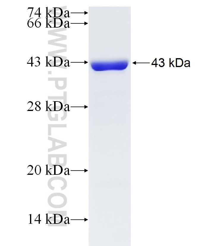ENTPD1 fusion protein Ag6165 SDS-PAGE