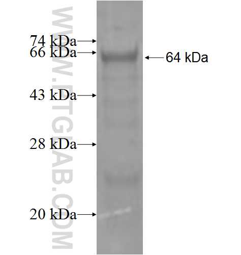ENTPD4 fusion protein Ag4986 SDS-PAGE