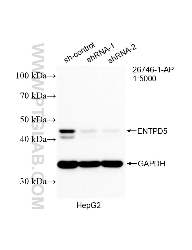 WB analysis of HepG2 using 26746-1-AP Western Blot (WB) analysis of HepG2 cells using ENTPD5 Polyclonal antibody (26746-1-AP)
