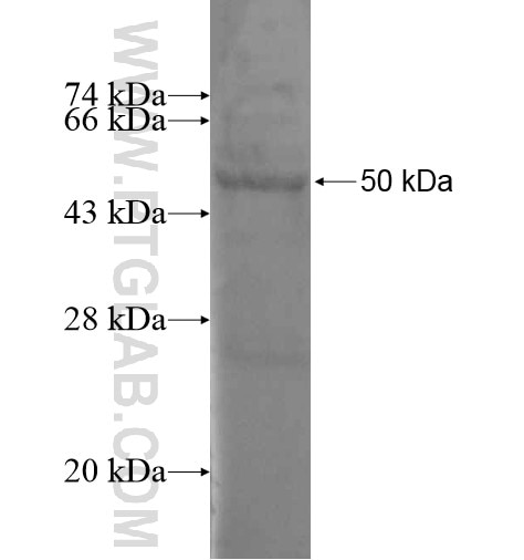 ENTPD8 fusion protein Ag15224 SDS-PAGE